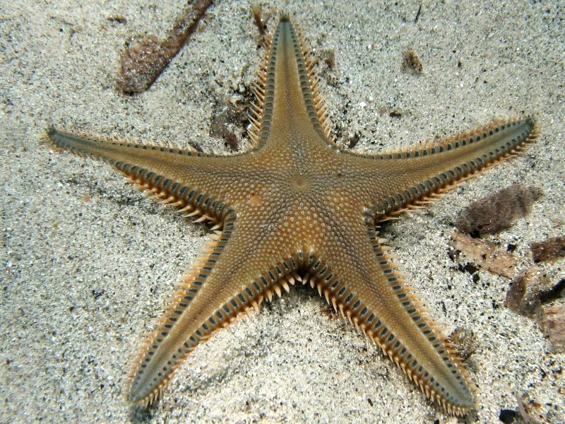 Astropecten platyacanthus (Philippi, 1837)